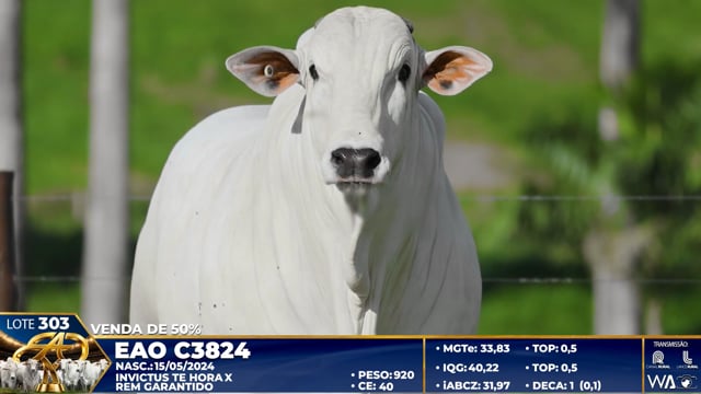 Lote 303