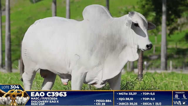 Lote 304