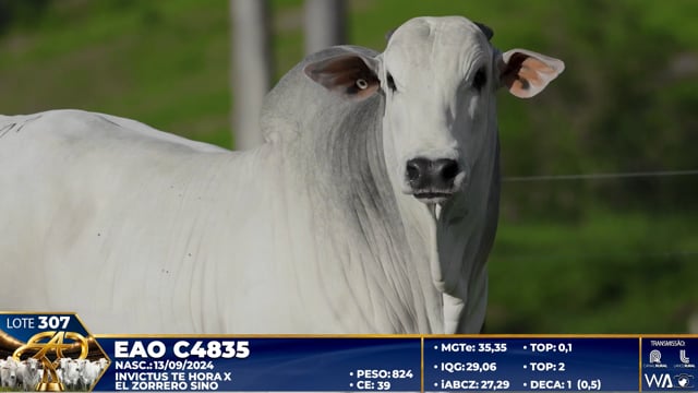 Lote 307