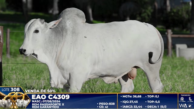 Lote 308