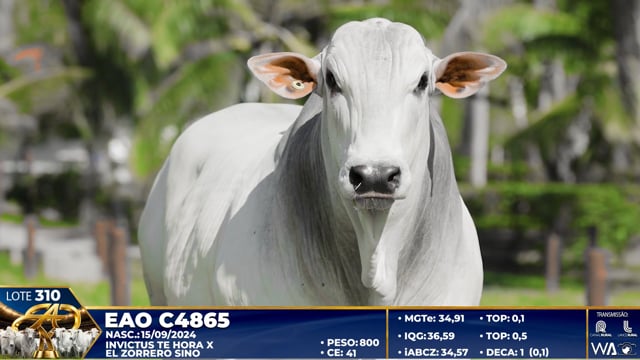 Lote 310