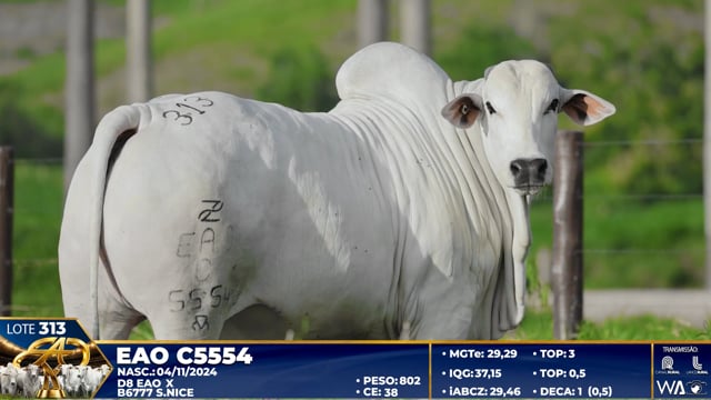 Lote 313