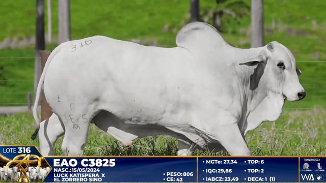 Lote 316