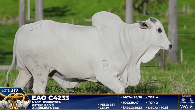 Lote 317