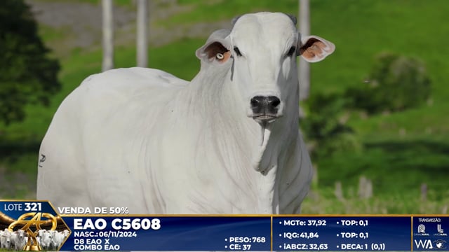 Lote 321