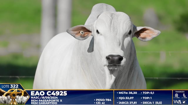 Lote 322