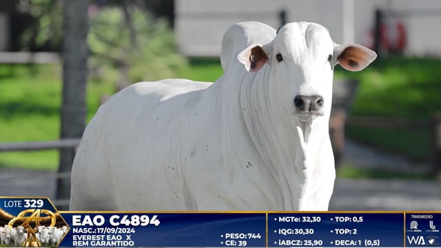Lote 329