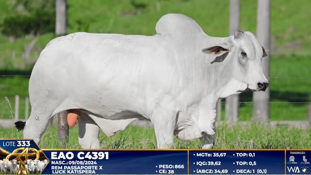 Lote 333