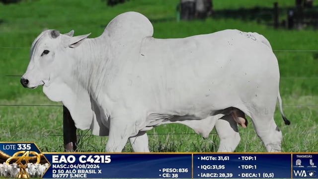 Lote 335