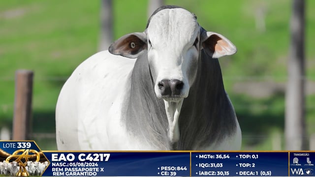 Lote 339