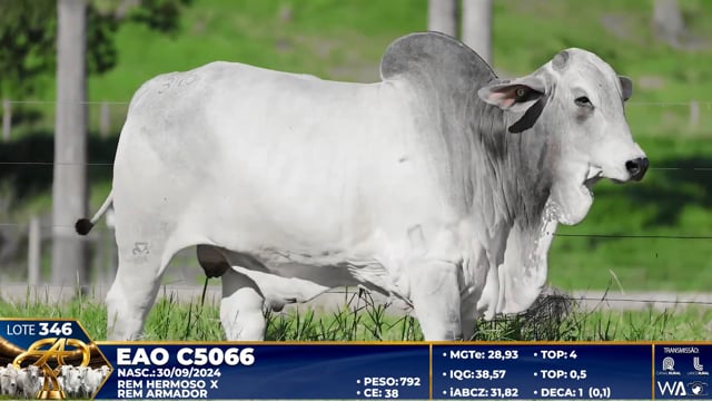 Lote 346