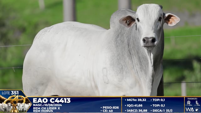 Lote 351