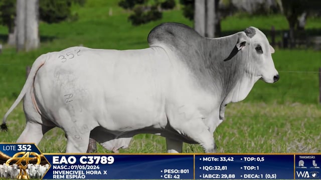 Lote 352