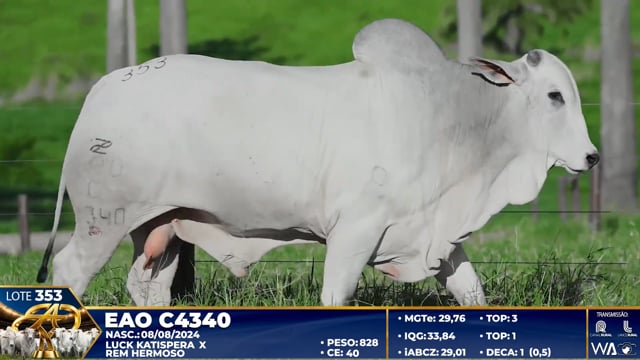 Lote 353
