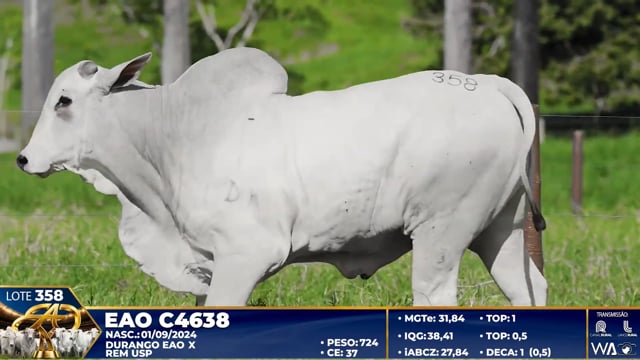 Lote 358