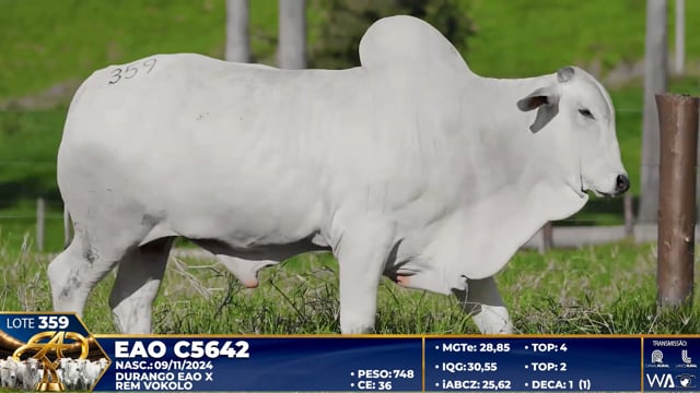 Lote 359