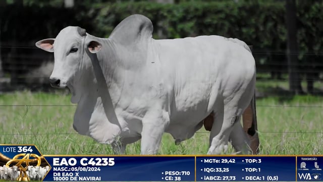 Lote 364