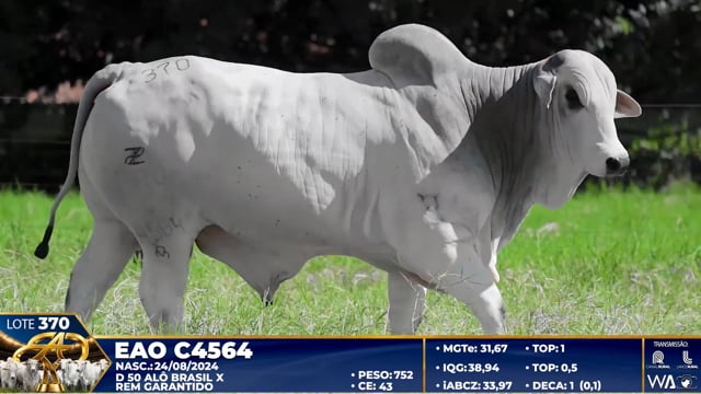 Lote 370