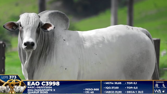Lote 373