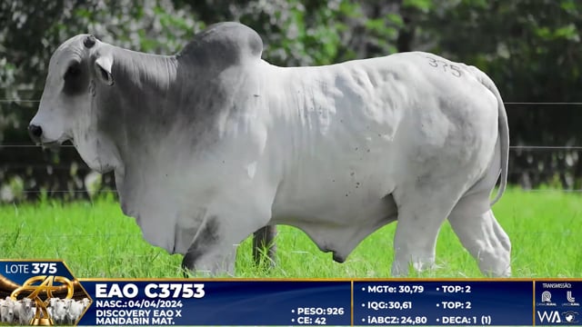Lote 375