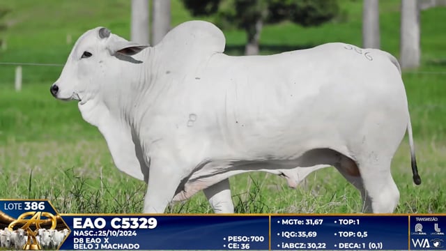 Lote 386