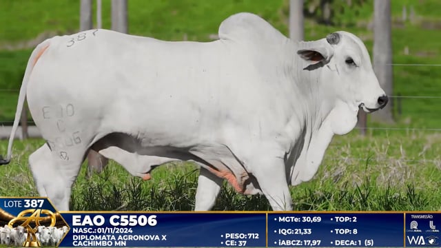 Lote 387