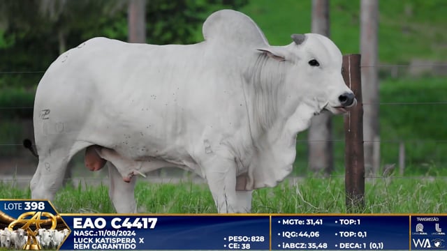 Lote 398