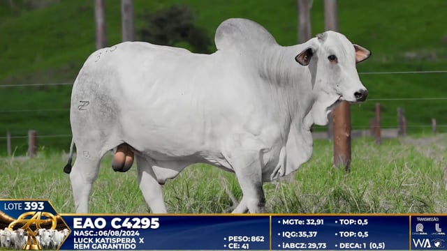 Lote 393
