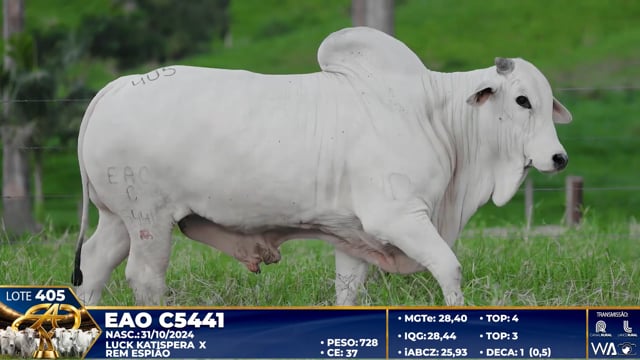 Lote 405