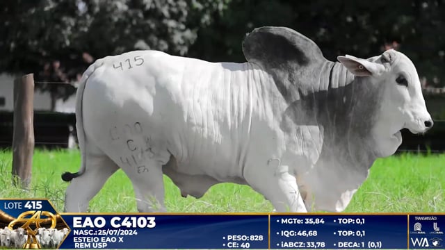 Lote 415