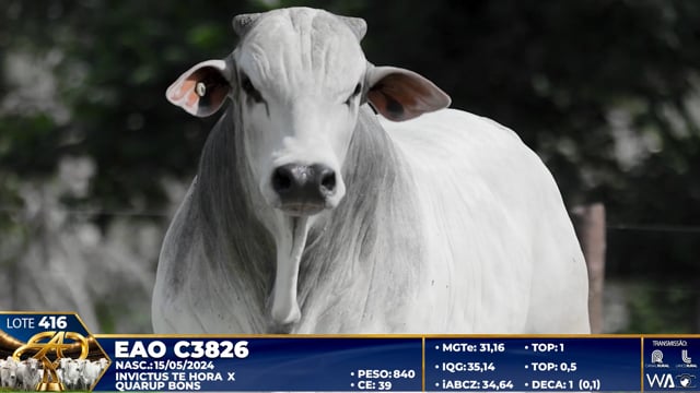 Lote 416