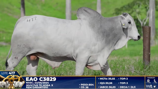 Lote 417