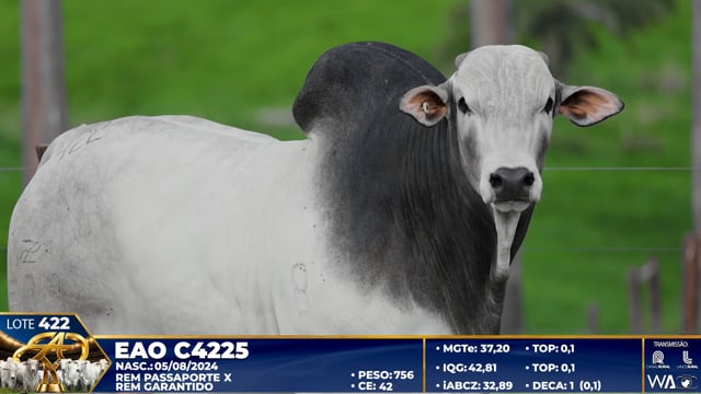 Lote 422
