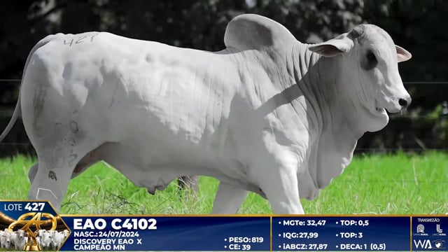 Lote 427