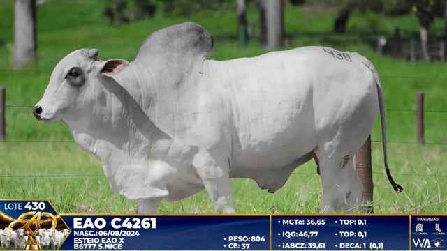 Lote 430