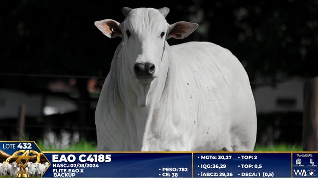 Lote 432