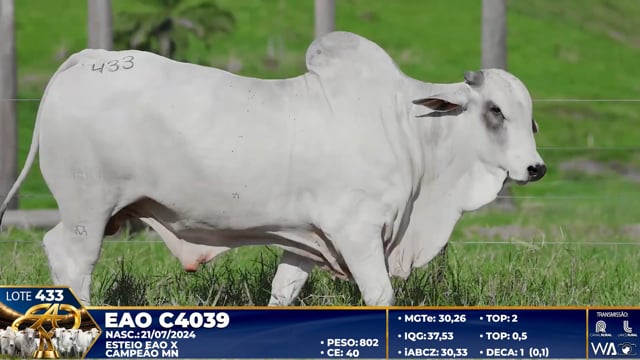 Lote 433