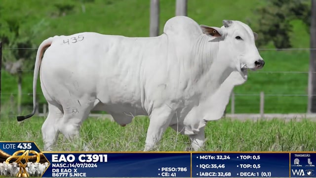 Lote 435