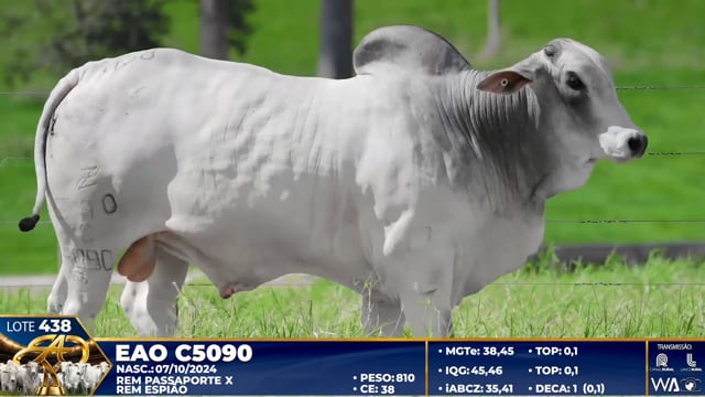 Lote 438