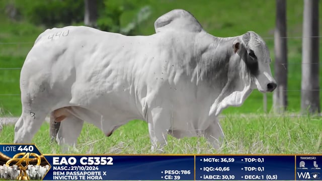 Lote 440