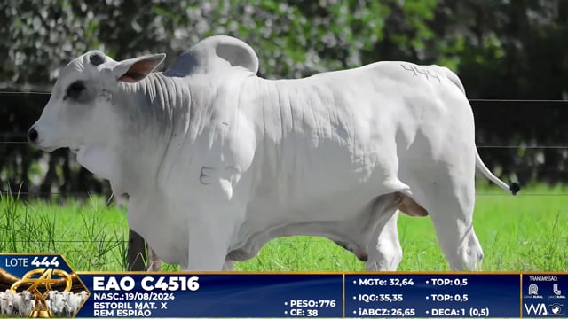Lote 444