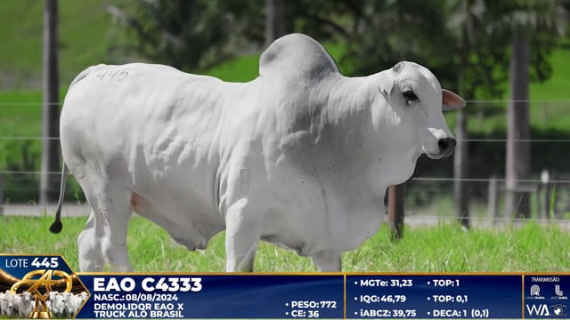 Lote 445