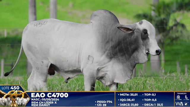 Lote 450