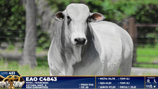 Lote 451
