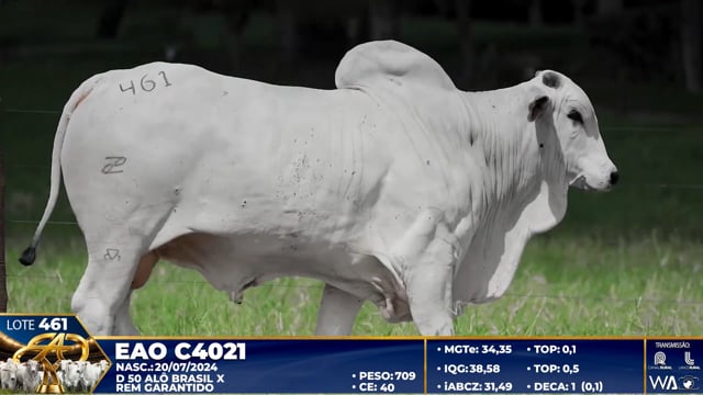 Lote 461