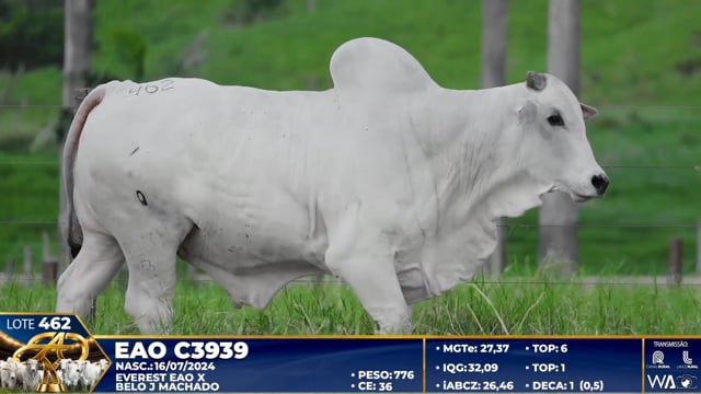 Lote 462