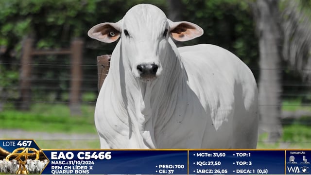 Lote 467