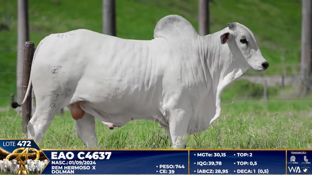 Lote 472