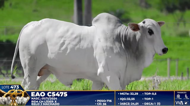 Lote 473