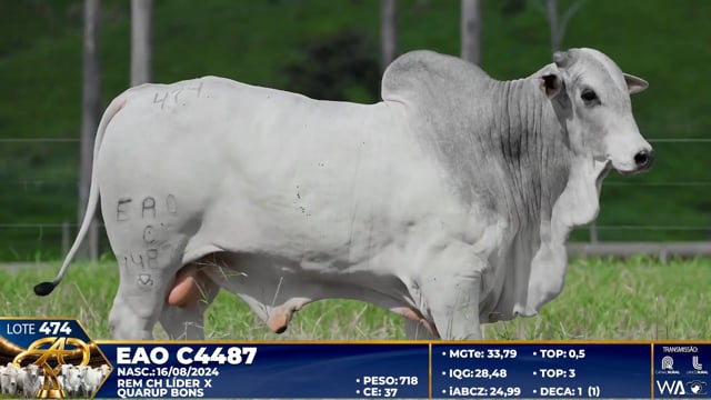 Lote 474